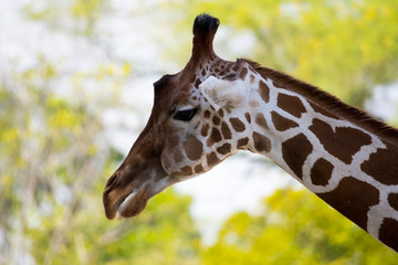 giraffe