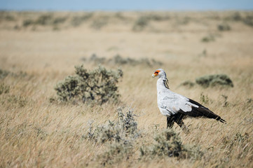 Two beautiful secretary birds