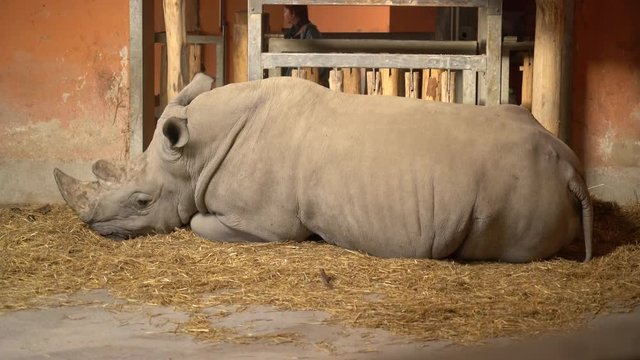 Rhino lies on the ground in the zoo