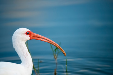 bird portrait