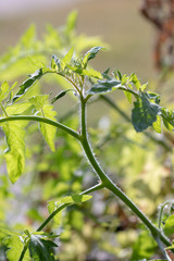 Green Tomatos