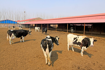 cows in a farm, livestock breeding industry