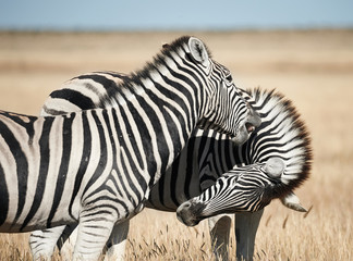 Two beautiful zebras in the African savannah.