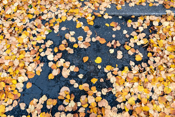 Yellow cottonwood leaves scattered on black asphalt, as a background

