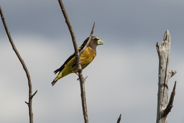 Evening Grosbeak I