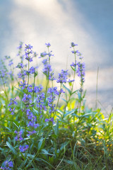 Violet Flowers, Macro