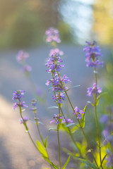 Violet Flowers, Macro