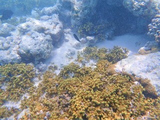 水中写真 モルディブ