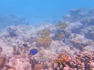 水中写真 モルディブ