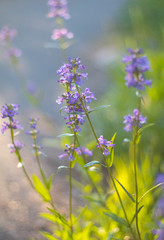 Violet Flowers, Macro