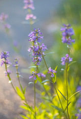 Violet Flowers, Macro