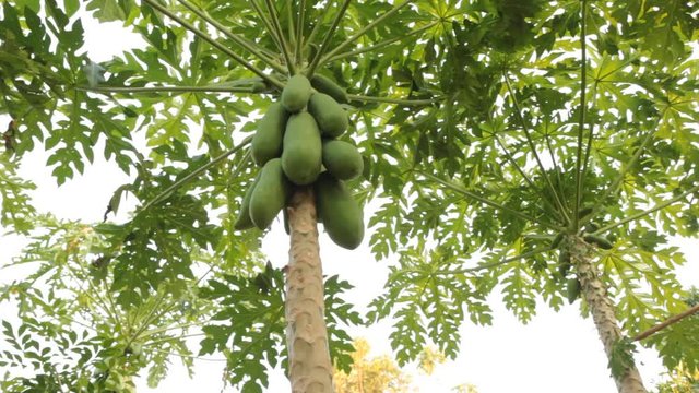Papaya trees in the farm. Dolly shot.
