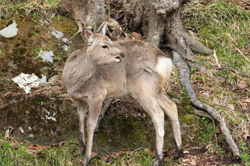 知床のエゾシカ