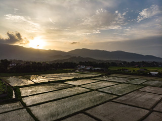 Flooded paddy field for rice plant