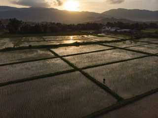 Farmer check flood paddy field with rice plant