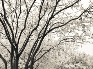 Black and white photo of snowy tree branches in winter