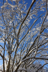 Snowy tree branches in winter against a deep blue sky