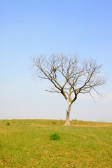Fototapeta premium Dead trees in the WuLanBuTong grassland, China