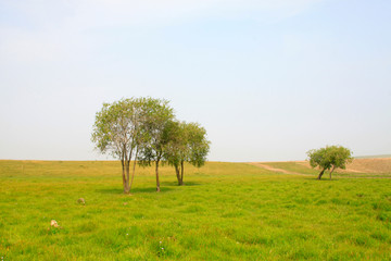 Obraz premium beautiful natural scenery in the WuLanBuTong grassland, China