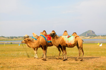 herds of camels in the WuLanBuTong grassland, China