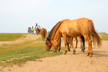 Obraz premium herds of horses grazing in the WuLanBuTong grassland, China