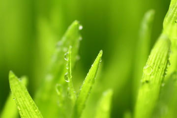 Wheat grass / Wheatgrass is the freshly sprouted first leaves of the common wheat plant, used as a food, drink, or dietary supplement