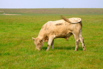 Naklejka na ściany i meble calf in the WuLanBuTong grassland, China