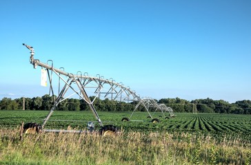 Center pivot irrigation on bean field