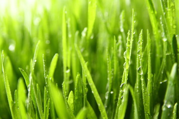 Plakat wheat grass ass background / Wheatgrass is the freshly sprouted first leaves of the common wheat plant, used as a food, drink, or dietary supplement