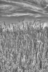Cattails in spring with sky visible on other side