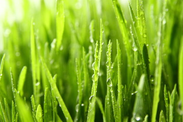 Naklejka na ściany i meble wheat grass ass background / Wheatgrass is the freshly sprouted first leaves of the common wheat plant, used as a food, drink, or dietary supplement