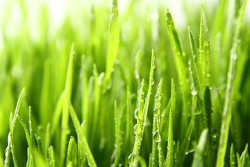 Obraz na płótnie Canvas wheat grass ass background / Wheatgrass is the freshly sprouted first leaves of the common wheat plant, used as a food, drink, or dietary supplement