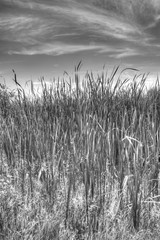 Cattails in spring with sky visible on other side