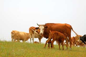 Fototapeta premium herds cattle in the grassland, China