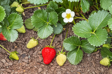 closeup of garden strawberry plant with flower, ripe and unripe strawberries