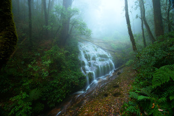 the water fall in misty forest.