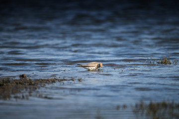 bird is swim water.