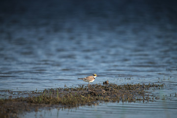 little bird is looking for food in the evening .