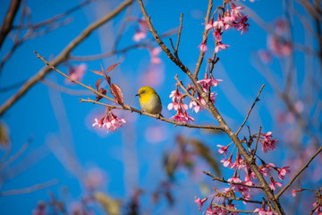 yellow  bird in on the branch.