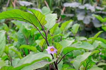 Eggplant flower