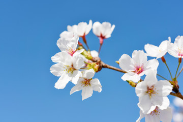 Cherry blossoms in full bloom