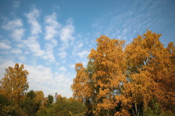Fototapeta na wymiar autumn sky and yellow tree