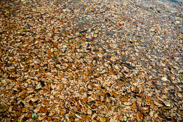 autumn leaves on the water background