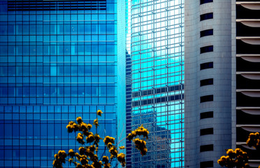 office building closeup and tree, business concept