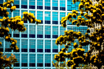 office building closeup and tree, business concept