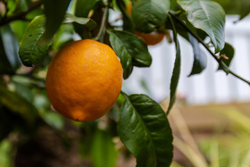 fresh lemon on the tree