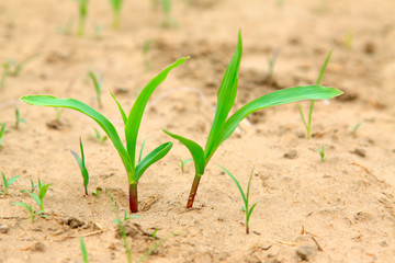 Maize seedlings in the field