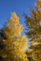 Fototapeta premium Beautiful changing of the leaves in autumn on trees