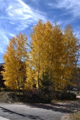 Fototapeta premium Aspen trees changing color in autumn