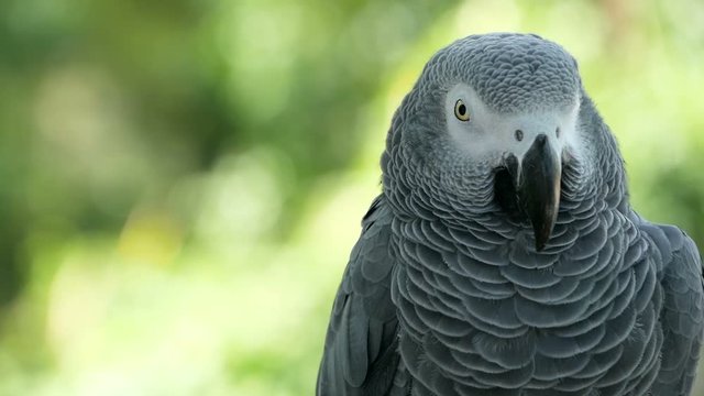 Red-tailed monogamous African Congo Grey Parrot, Psittacus erithacus. Companion Jaco is popular avian pet native to equatorial region. Exotic bird in tropical forest.